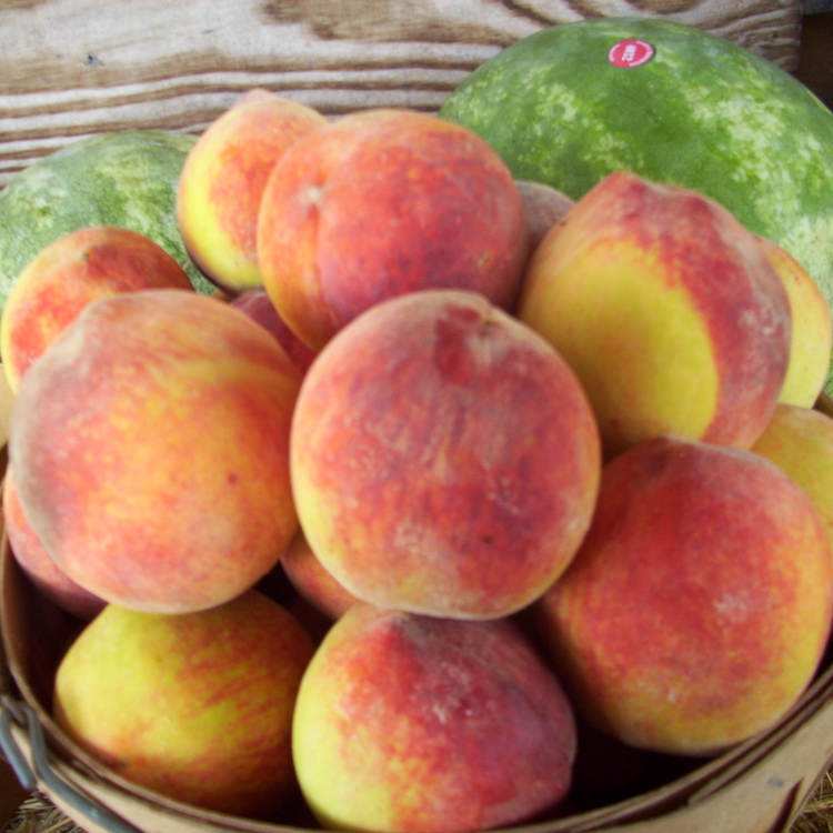 Georgia peach growers want colder weather this winter